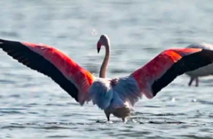 Hatay ve çevre illerde flamingo sayısı arttı