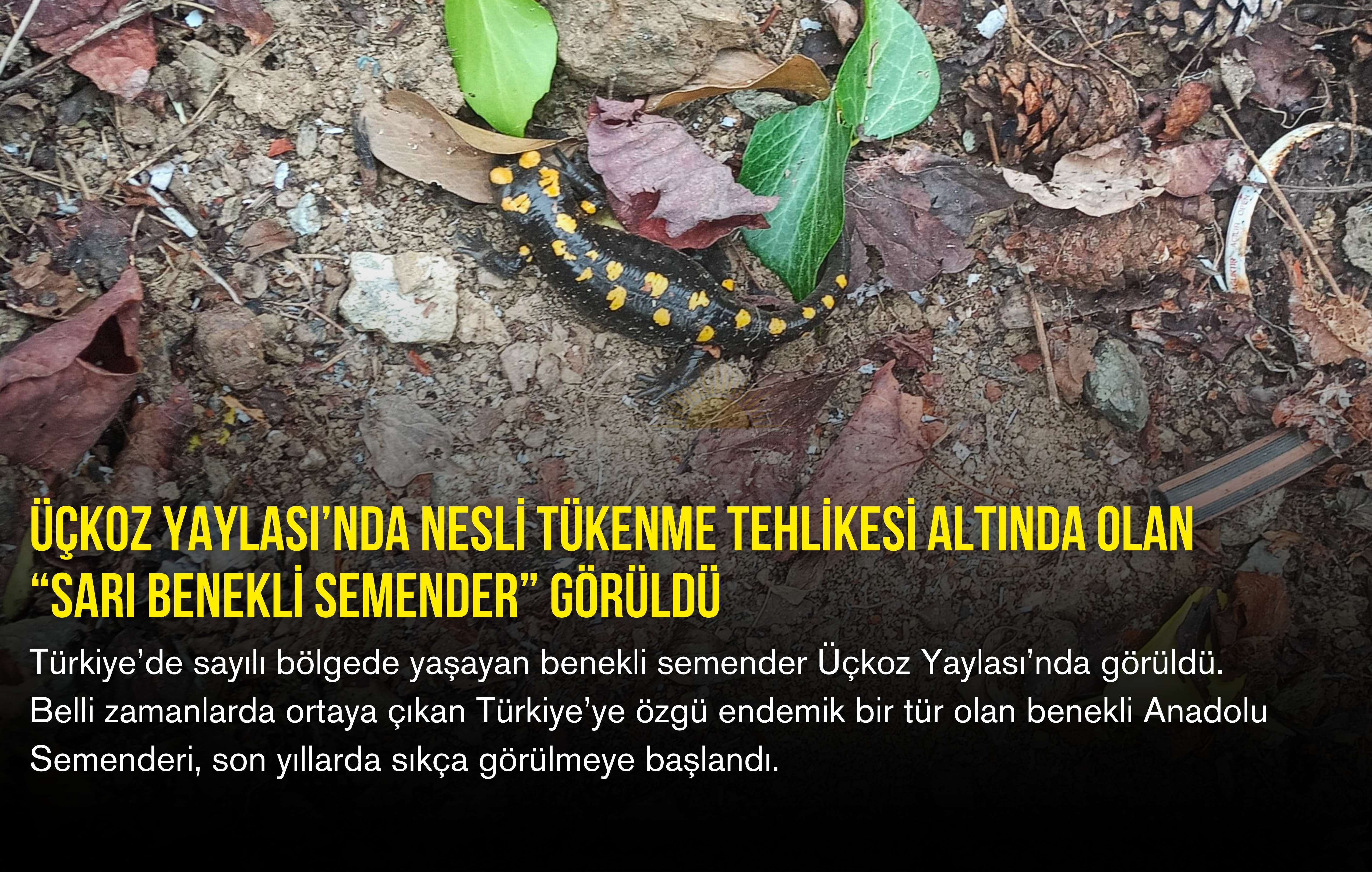 Üçkoz Yaylası’nda nesli tükenme tehlikesi altında olan “Sarı benekli semender” görüldü